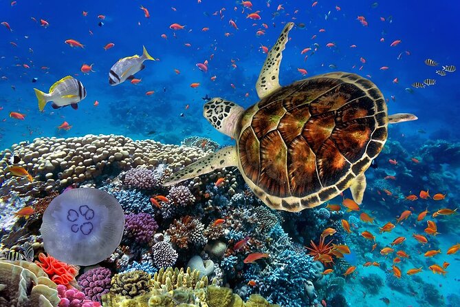 Phuket Scuba Diving and Snorkeling Offshore 2 Islands Full-Day by Speed Boat - Important Information