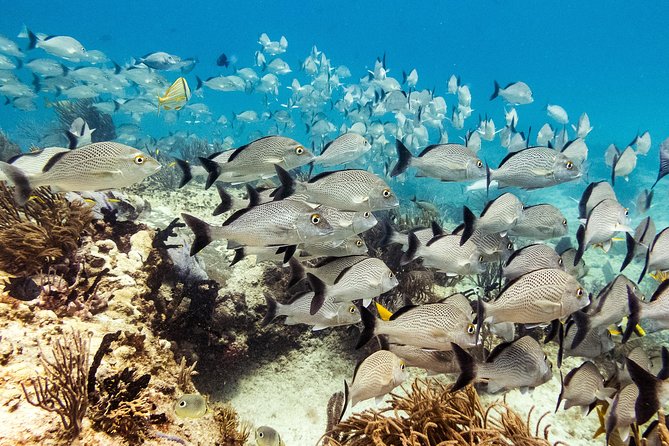 Playa Del Carmen: PADI Discover Scuba Diving With Instructor - Scuba Diving Experience