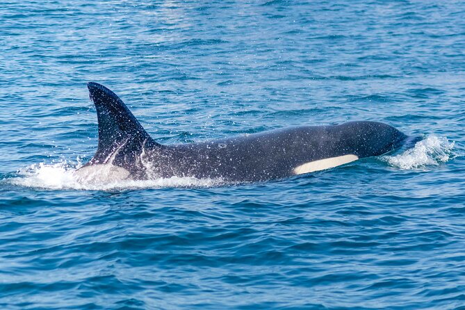 Portimão: World of Dolphins and Seabirds - Biologist on Board - Insights From a Marine Biologist