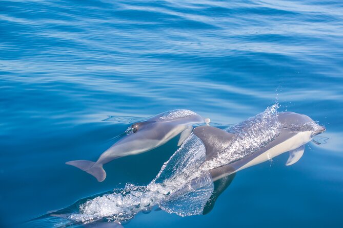 Portimão:Embark on Nature•Benagil and Dolphins•Biologist on Board - Common Questions