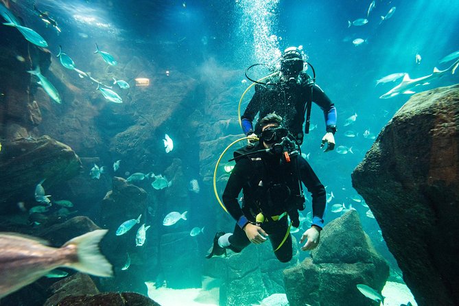 Porto Moniz Small-Group Madeira Aquarium Scuba Dive  - Funchal - Directions