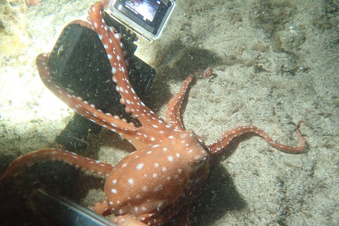 Porto Santo Night Snorkeling Tour - Traveler Photos and Reviews