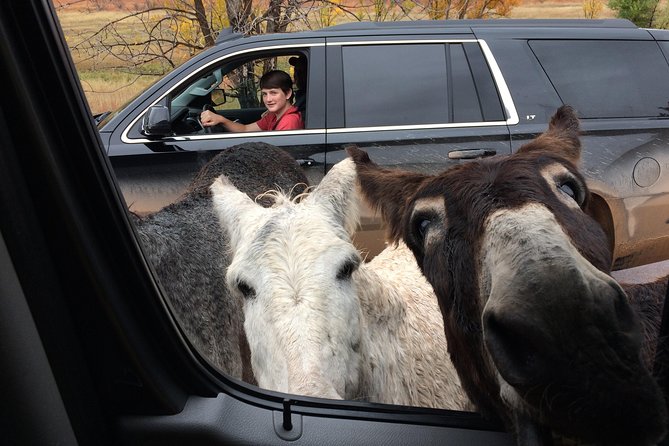 Premiere Private Black Hills Tour: Mt Rushmore, Crazy Horse & Custer State Park - Amazing Trip and Scenery