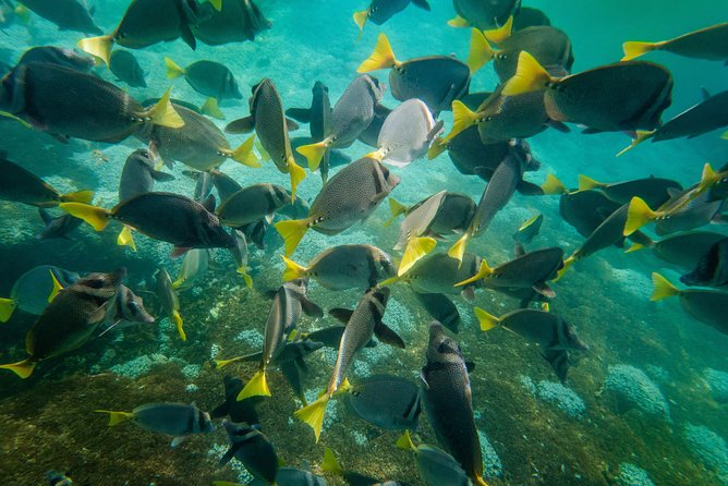 Premium Family Snorkeling Experience - Cancellation Policy