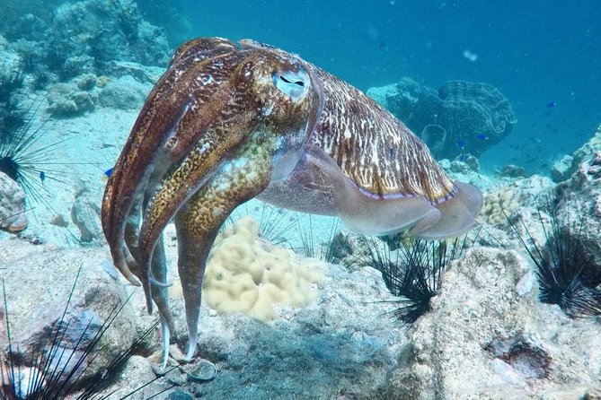 Premium Guided Scuba Diving Day Trip for Certified Divers - Weather-Related Cancellations and Alternatives