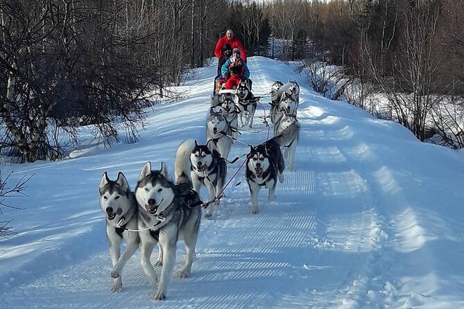 Private 2-Hour Dog Sledding Tour, Akureyri - Pricing, Reviews, and Additional Resources