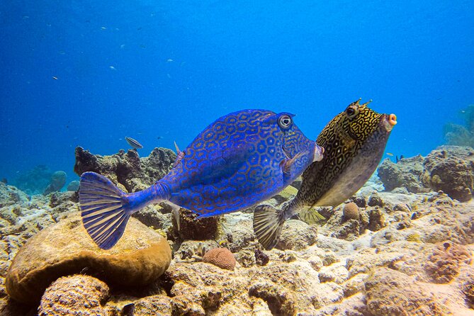 Private 2 Tank Guided Experience in Curaçao for Certified Divers - Dive Locations