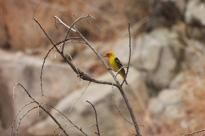 Private-36 Hour Adventure in Joshua Tree National Park - Essential Safety and Preparation Tips