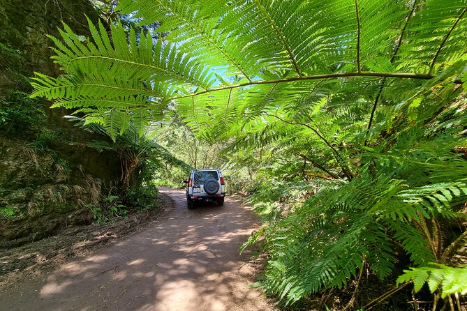 Private 4x4 Jeep Full Day Porto Moniz or Santana - Terms and Copyright