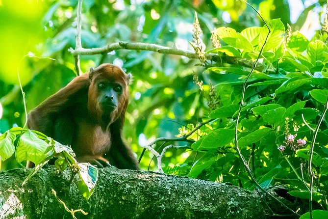 Private Amazing Amazon Discovery Tour - 4 Days, Iquitos, Peru - Pickup Details