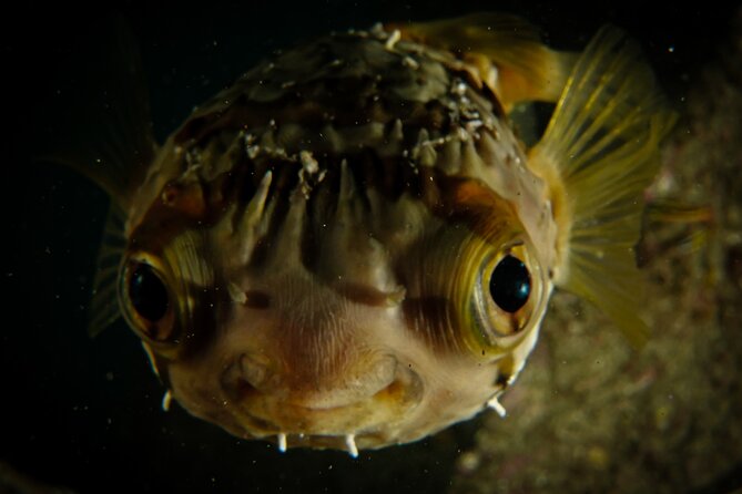 Private Beginner Scuba Diving Experience in Cabo San Lucas - Capturing Memorable Moments Underwater