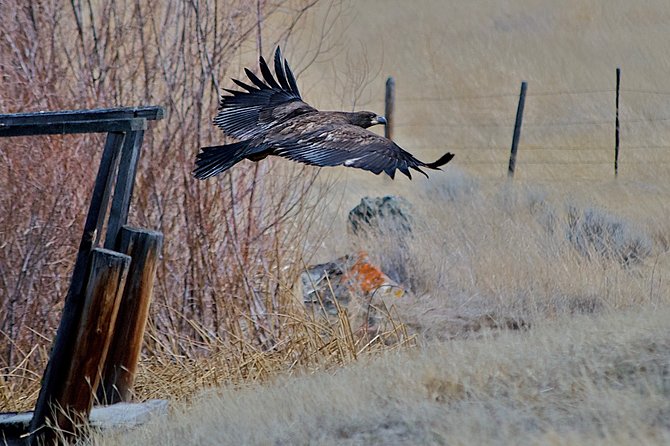 Private Birdwatching Activity in Penticton - Whats Included