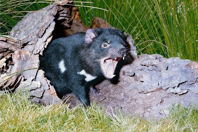 Private Blue Mountains Tour With Kangaroo and Koala Experience - Pricing and Availability