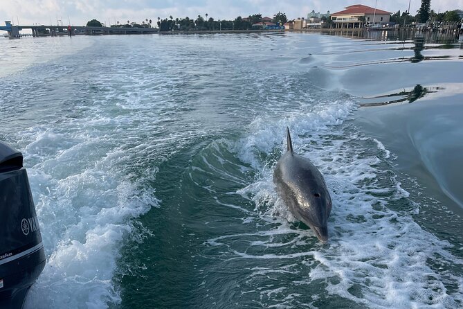 Private Boat Offering Dolphin Watching, Island Excursions and Nature Tours - Tour Overview and Activities