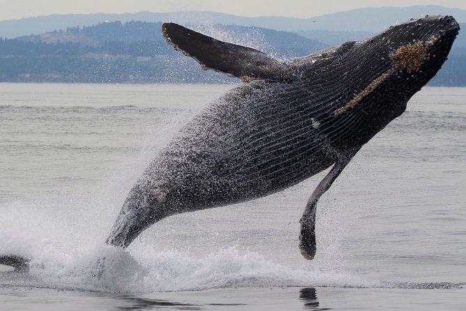Private Charter - Marine Adventure and Whale Watching - Cancellation Policy