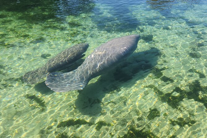 Private Crystal River Wildlife Boat Tour - End Point and Cancellation Policy