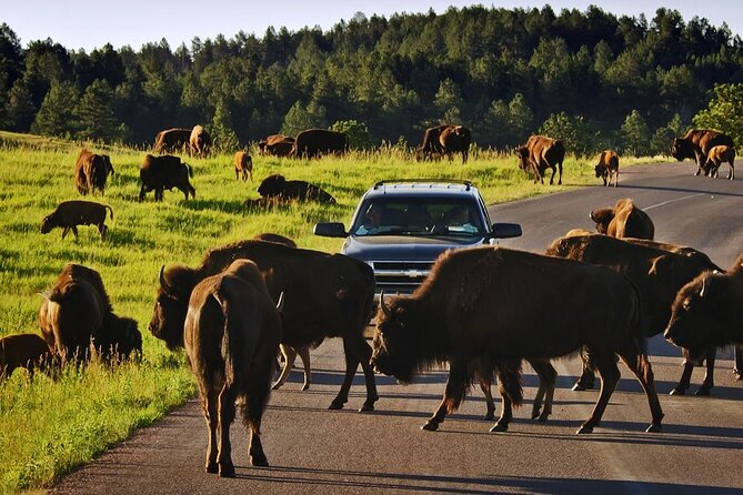 Private Custer State Park Safari and Hiking Tour - Reviews and Ratings