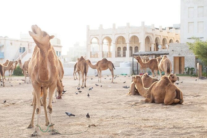 Private Doha Guided City Tour To All Main Attractions - Pricing and Options