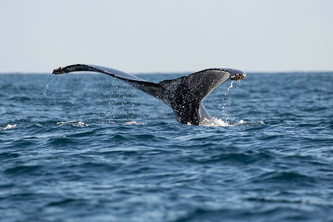 Private Dolphin and Whale Watching Tour in Newport Beach - Inclusions and Amenities