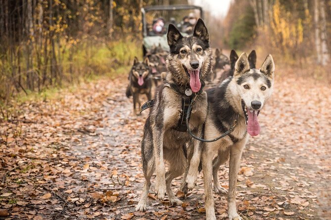 Private Fall Foliage Mushing Cart Ride in Fairbanks - Additional Information