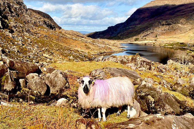 Private Full Day Tour From Killarney - Ring of Kerry/Skellig - Common Questions