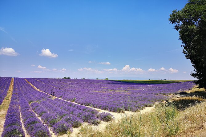 Private Fullday Provence Lavender Fields - Tips for Capturing Stunning Lavender Photos
