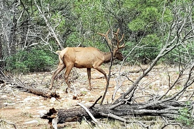 Private Grand Canyon Sightseeing Tour From Williams Tusayan GCV - Private Tour Experience