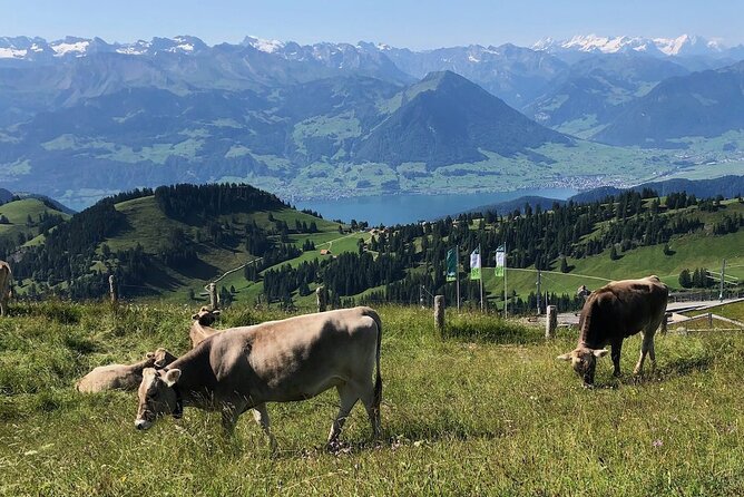 Private Guided Hike on Mt. Rigi With Farm Visit and BBQ - Additional Info