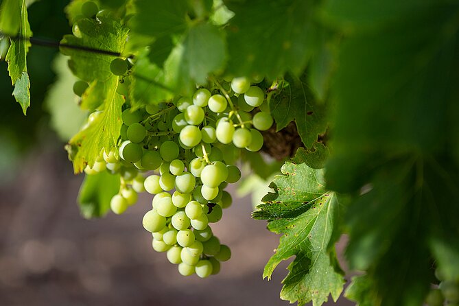 Private Half-Day Languedoc Wine Tour From Sète - Pricing and Terms