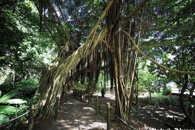 Private Half-Day Natural Highlights Tour of Tahiti  - Papeete - Viator Help Center Support