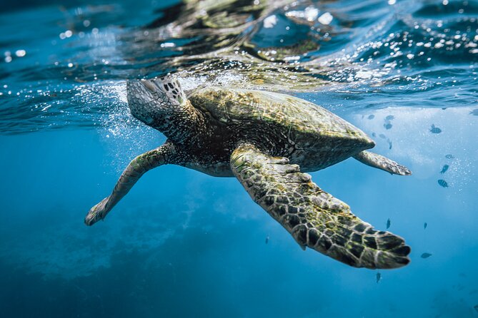 Private Half Day Snorkeling in Moorea - Questions and Booking Details
