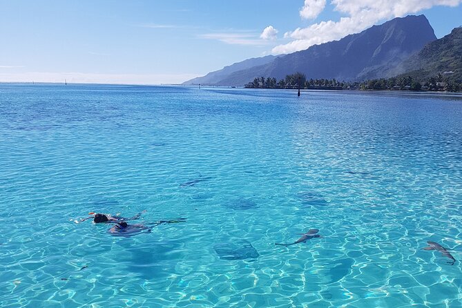 Private Half-Day Snorkeling Tour, Moorea - Tour Highlights