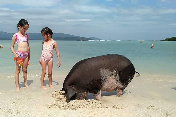 Private Half Day Trip to Pig Island and Koh Tan by Long Tail Boat - Half Day Itinerary