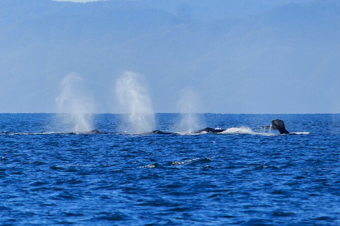 Private Half Day Whale Watching Expedition in Puerto Vallarta - How to Get There and Duration