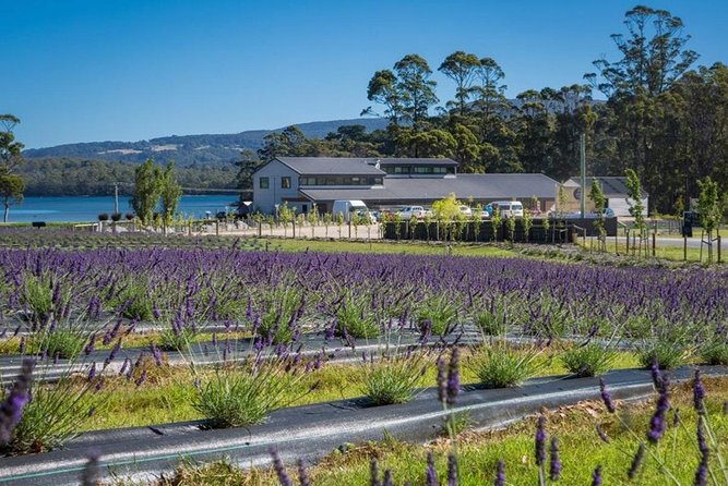 Private Hobart Discover South East Food and Scenic Tour - Cancellation Policy and Contact Information