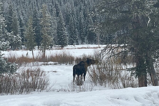 Private Jeep Tour of Yellowstone's Winter Wonderland - Tips for a Memorable Winter Adventure