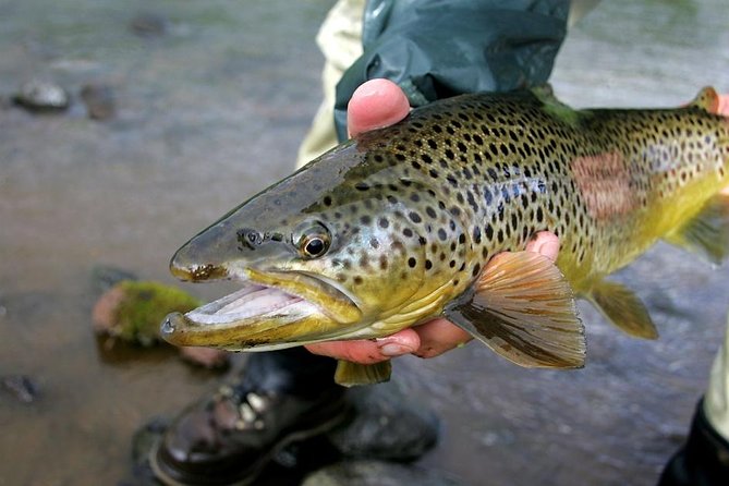 Private Lake and River Fishing Tour From Reykjavik - Pricing and Reviews