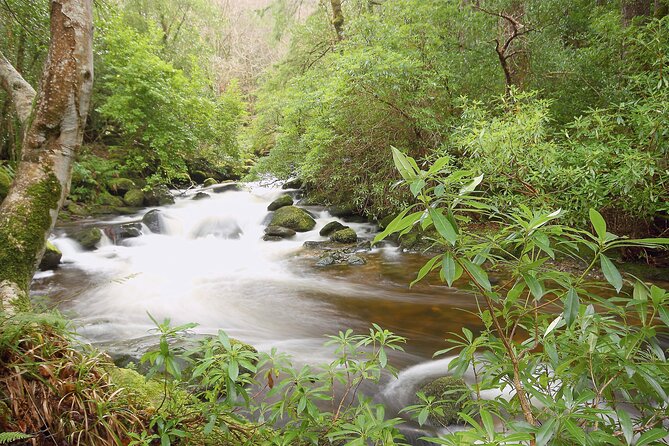 Private Luxury Day Killarney and National Park Tour - The Sum Up