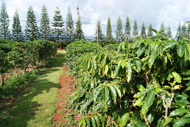 Private Luxury Tour of Kauai: South & West Shores - Traveler Feedback and Reviews