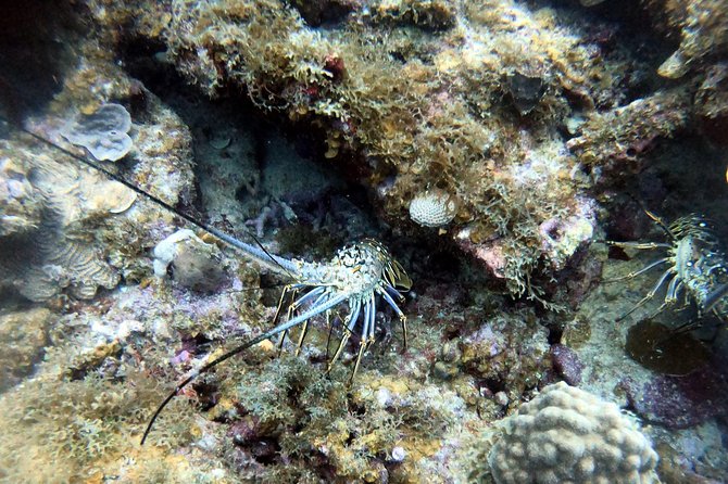 Private Morning Half-Day Snorkeling Trip - Swimming Ability Requirement