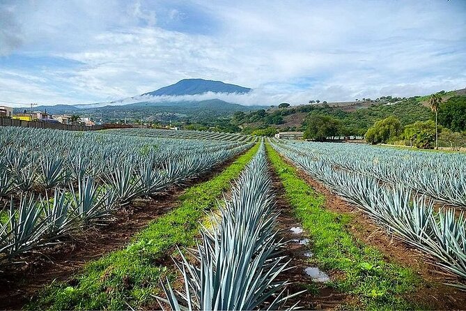Private One Day Adventure Tour in Tequila and La Fortaleza Distillery - Taking in Tequilas Cultural Heritage