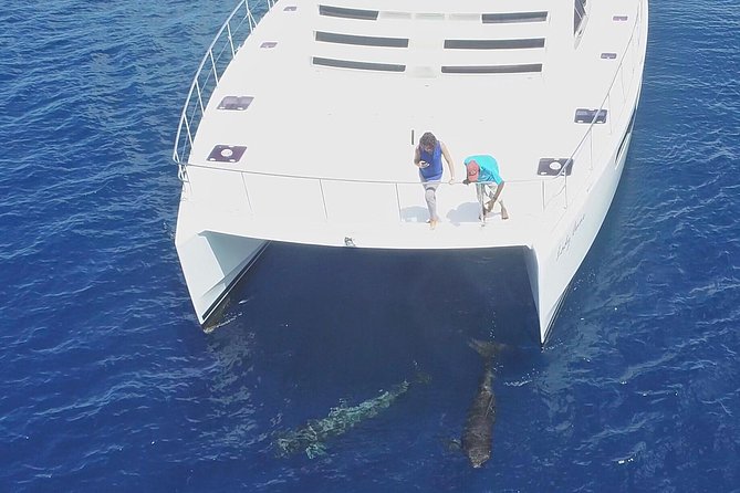 Private Premium Whale and Dolphin Safari St Lucia - Convenient Meeting and Pickup Locations