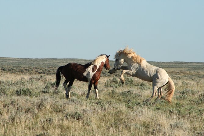 Private Red Canyon Wild Mustang Tour - Inclusions