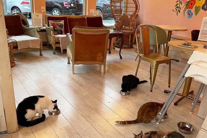 Private Reykjavik Cat Walking Tour - Famous Cats of Downtown Reykjavik