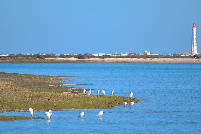 Private Ria Formosa Natural Park Boat Cruise From Faro - Questions and Contact Information