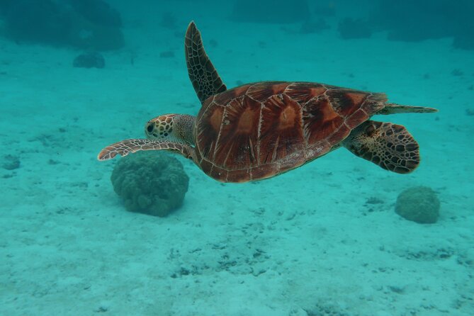 Private Romantic Half-Day Boat Trip in Moorea - Authentic Reviews and Customer Ratings