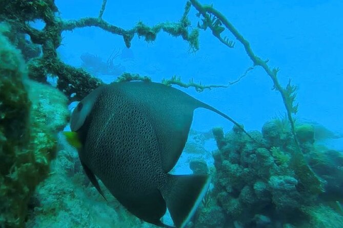 Private SCUBA Diving 2 Tank Adventure for Certified Divers With PADI Instructor - Convenient Meeting Point at Villa Marina, D Dock #10