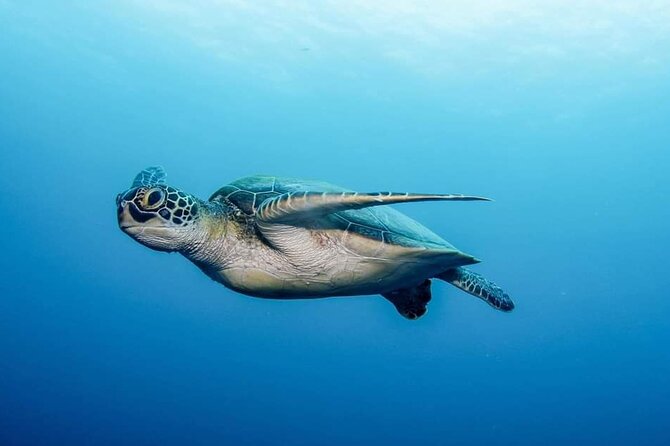 Private Scubadiving With Professional Instructor, Photos Included - Reviews