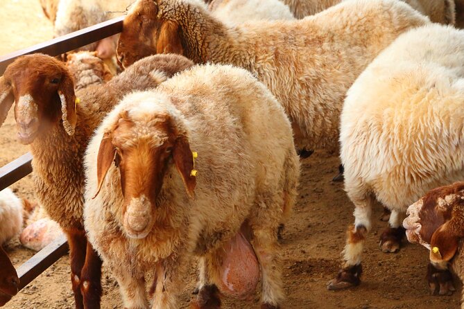 Private Shahania Bedouin Tour - Cancellation Policy for the Private Shahania Bedouin Tour
