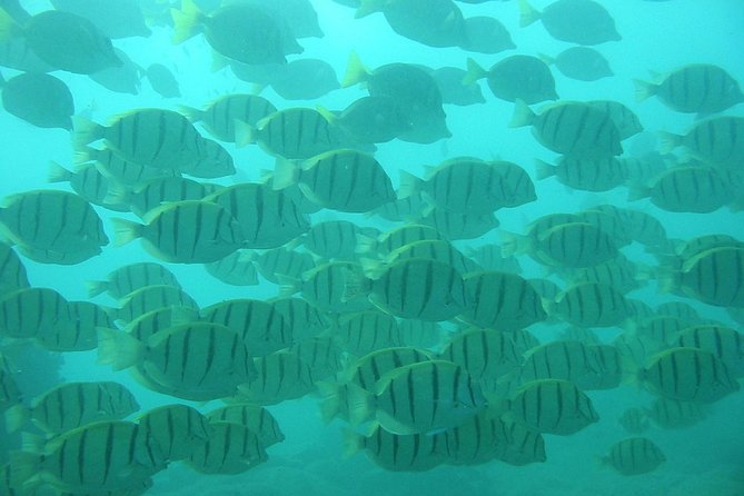 Private Snorkel Cruise in Cabo San Lucas - Cancellation Policy